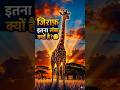 जिराफ़ इतना लंबा क्यों होता है? 🤔 | Amazing Giraffe Facts giraffe 🦒 #shorts