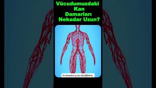 Vücudumuzdaki Kan Damarlarının  Bukadar Uzun Olduğunu Biliyor muydun?