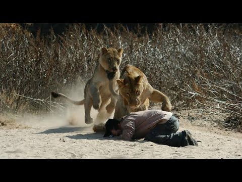 lion eats man safari video