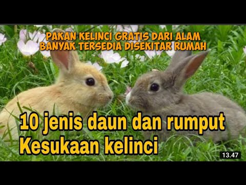 Video: Rumput Apa Yang Tidak Boleh Diberikan Kepada Arnab Dan Mengapa