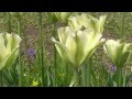 チューリップ・スプリンググリーンTulip Spring Green