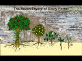 A food Forest's 7 layers