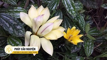 Phút Cầu Nguyện, Thứ Năm 11/06/2020:  Con Của Sự An Ủi
