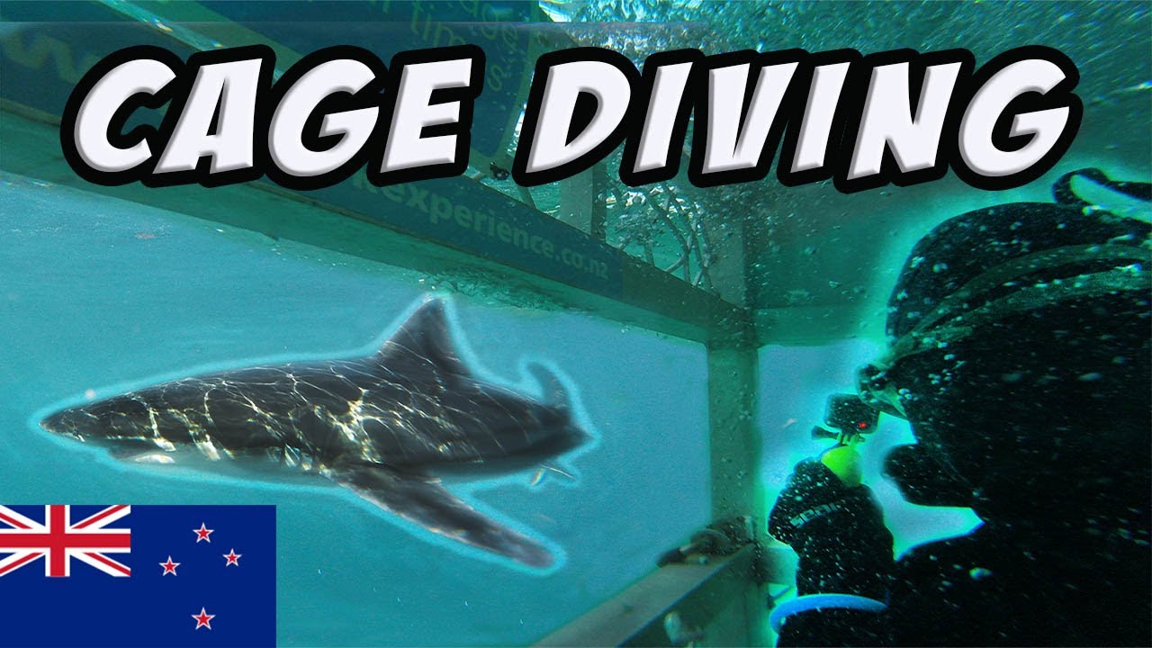 What is CAGE diving like? Bluff, New Zealand YouTube