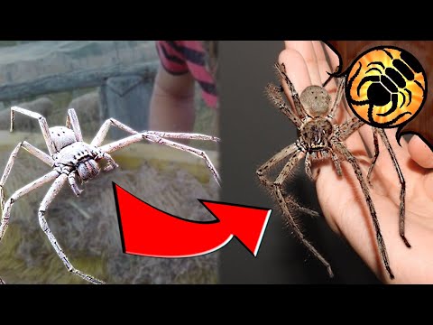 This giant spider in Australia will haunt your dreams