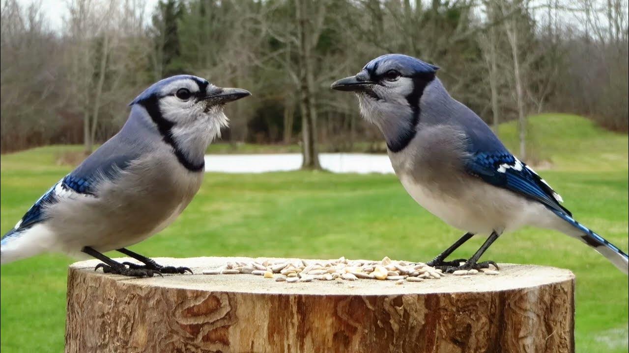 Blue jays filling up on sunflower seeds YouTube