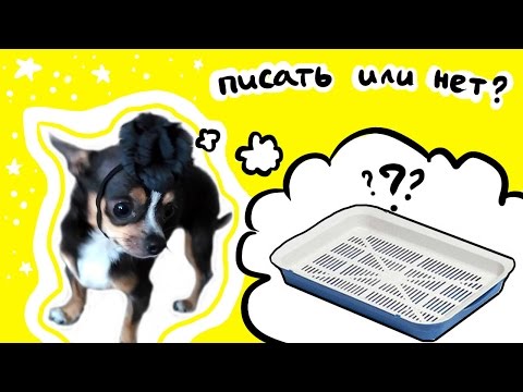 Как научить щенка писать на пеленку или в лоток