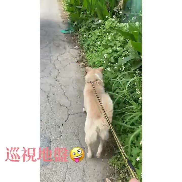 日常                                        音樂: Fugetta音樂家: Ilya Truhanov網址: https://icons8.com/music/