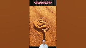 Rắn cát sa mạc ẩn mình như thế nào? #shorts #snake
