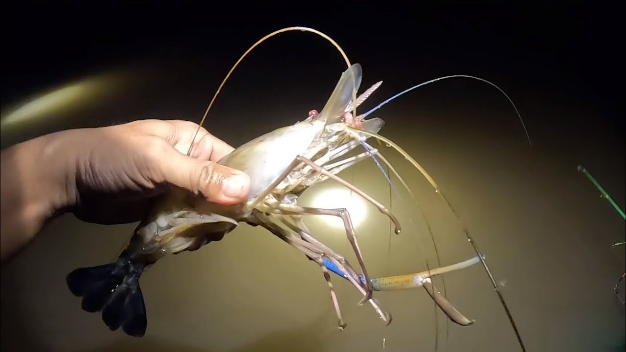 Câu tôm sông - vào đầu con nước lớn, tôm càng lớn ra tấn công dữ dội 