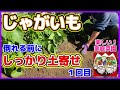 【じゃがいも】倒れる前にしっかり土寄せしたよ！土寄せ１回目　キタアカリとメークイン　じゃがいも栽培　ジャガイモ土寄せ　マロ夫とマロの楽しい家庭菜園／貸し農園　家庭菜園