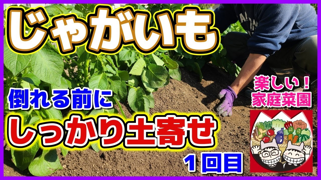 倒れる前にじゃがいもの土寄せしたよ １回目 ニャハハの家庭菜園 ポタジェと水耕栽培