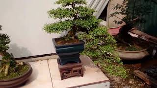 Vườn Bonsai Mini Siêu Đẹp