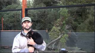 Devils@Cradle  Tasmanian devil Sanctuary