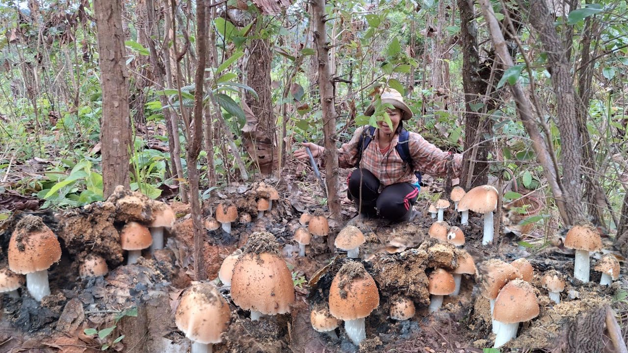 สุดยอดความหมานต้อนรับวันแม่เห็ดปลวกแดงหมู่ใหญ่ดอกจูมๆงามๆ 12/ส.ค/68  อ.ขุนยวม จ.แม่ฮ่องสอน