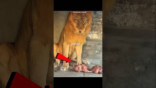 This Owner Know How To Calmdown His Lion