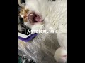 猫 #shorts #ねこ #ねこのいる生活