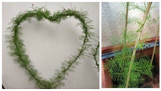 Unique way to grow cypress vine | Heart shape plant decoration | மயில் மாணிக்கம் செடி வளர்ப்பு