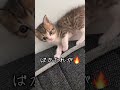 猫アンチから届いたDMが凄まじかった