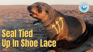 Seal In Shoelace