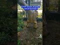 Ever seen a dino drop a log? 💩 🤣 #jurassiclive #dinosaur #raptor #poop #funny #viralshort