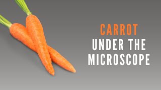 What Does A Carrot Look Like Under A Microscope?