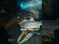 Ancient Wins  Always  #animals #dangerousanimals #animalsfight #shorts