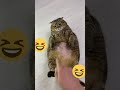 Все толстые коты веселые
