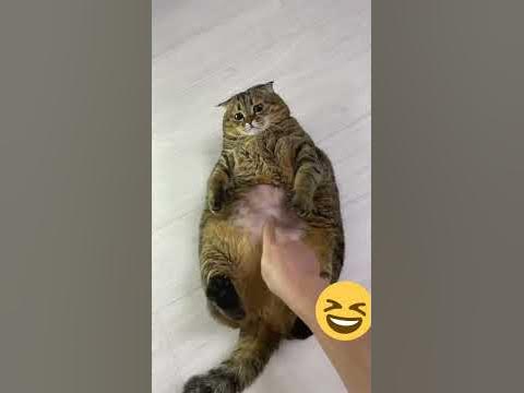 Все толстые коты - веселые - YouTube
