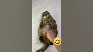 Все толстые коты - веселые