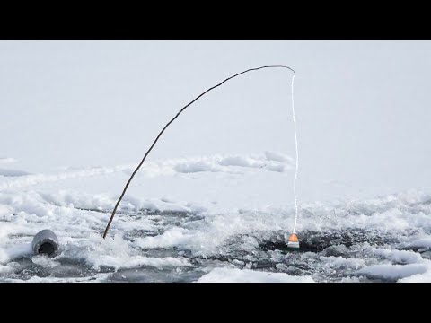 Рыбалка на палки! Самая уловистая снасть по мирной рыбе! Ловля рыбы на Десне