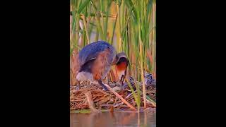 The love of parents is incomparable, too warm❤️Wild Life 58shortvideo