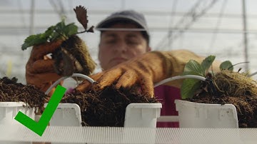 Meteor Systems - Strawberry Pot Tutorial [ENGLISH]