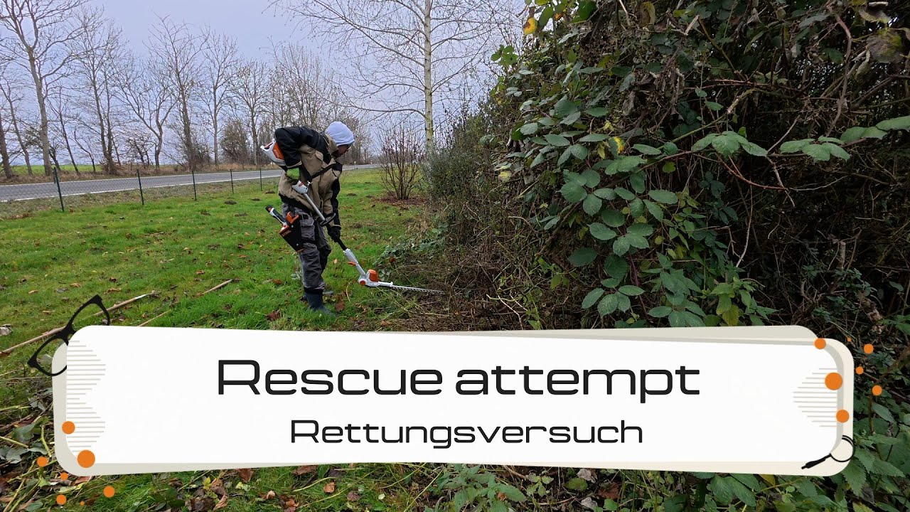 Hecke am Ferienhaus -  sofern es je eine war. #nocomment (#shortvideo  - #kurzvideo )