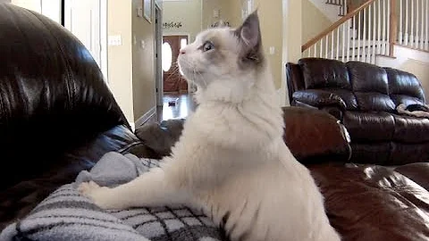 Watch the video about Cute fluffy Ragdoll Kitten Purring and Kneading before Nap