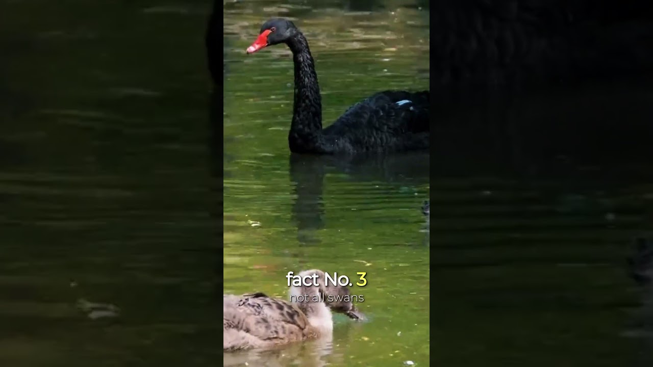 What Makes Swans So Special? check out  this Unique Facts! 