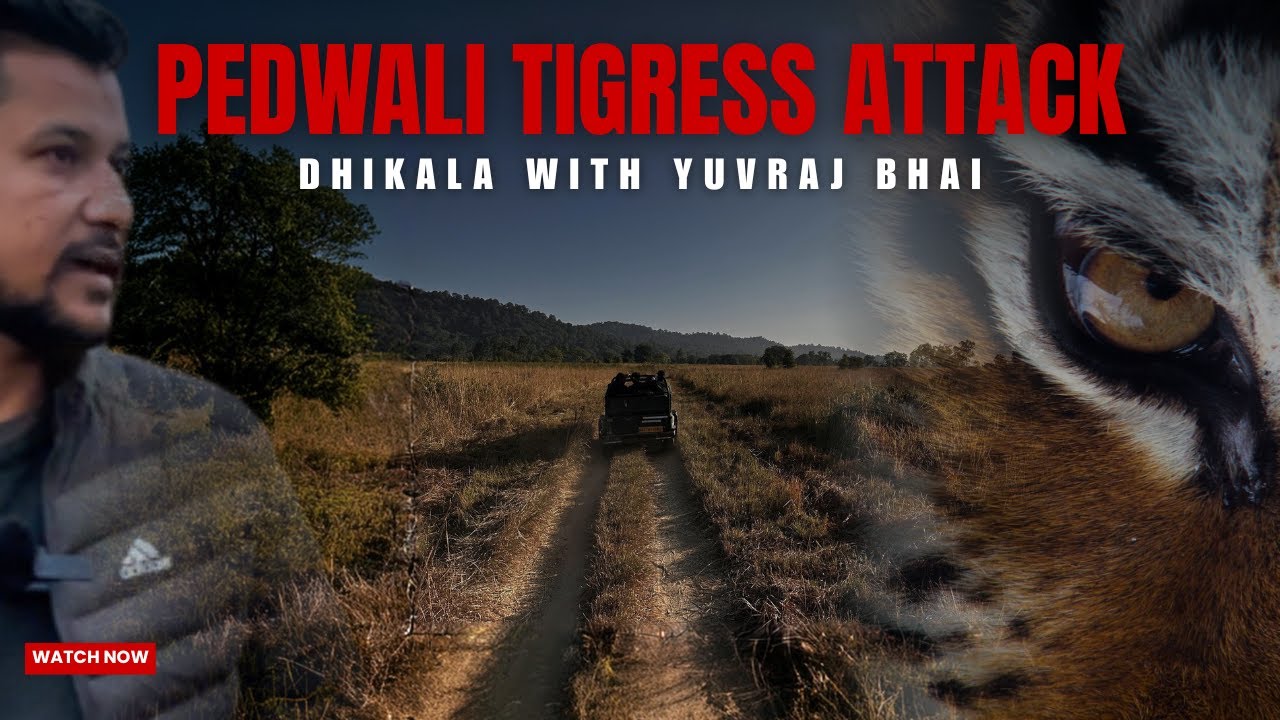 Pedwali Tigress का Real Hunt | Dhikala Safari with Yuvraj Bhai | Jim Corbett Tiger Attack
