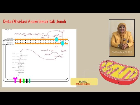 Video: Makanan Tinggi Lemak Meningkatkan Laju Oksidasi Lemak Postprandial Tetapi Tidak Pada Lipemia Postprandial