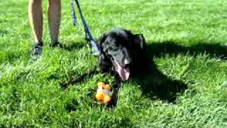 Spencer-Available at the Humane Society of Missouri