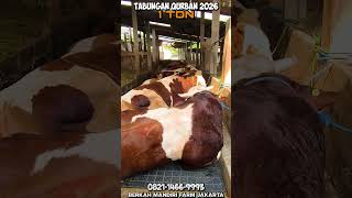 Qurban Savings For Simmental Cows Class 900 Up To 1 Ton At The Lowest Price