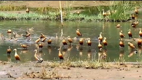 Cara Ternak dan Budidaya Burung Belibis Di kandang Yang Sempit (witling duck)