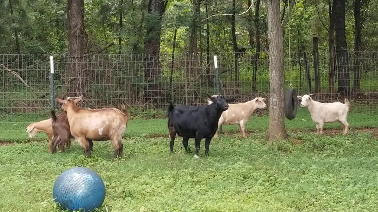 Fainting goats play fight. Mom goat screaming for her babies 