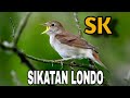 Sikatan Londo Gacor Mp3 - Mp4 Download