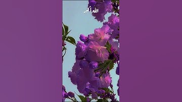 وأما بنعمة ربك فحدّث | تلاوة نادرة من الضحى والشرح بصوت الشيخ #المنشاوي  🎧