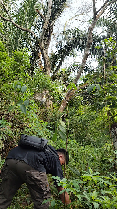 BISA BISANYA AKU MIKAT BURUNG DEKAT LAYANGAN BESAR DAPAT BANYAK BURUNG KECIL