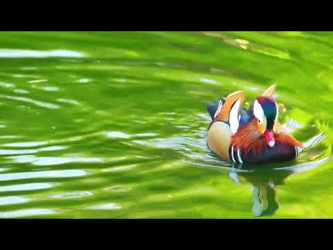 Amazing Natural || Mandarin Duck in Assam Rare Sight Amazes || Nature Whatsapp Status