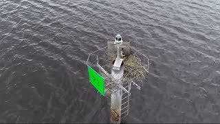 SKYCAM 16: Osprey Nests Across The Wicomico River