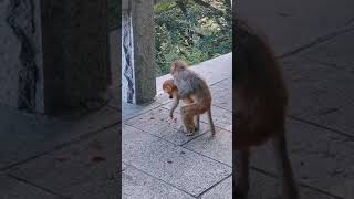 Monkey Rosi Q Eats Donations Is Eating R Food Channel Dr T Asmr Measuring