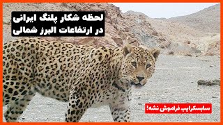 لحظه شکار پلنگ ایرانی در مازندران