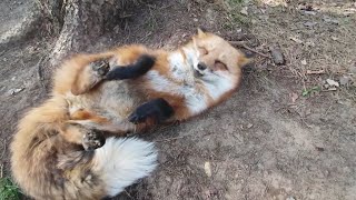 Alice the fox. The contented purr of a fox.